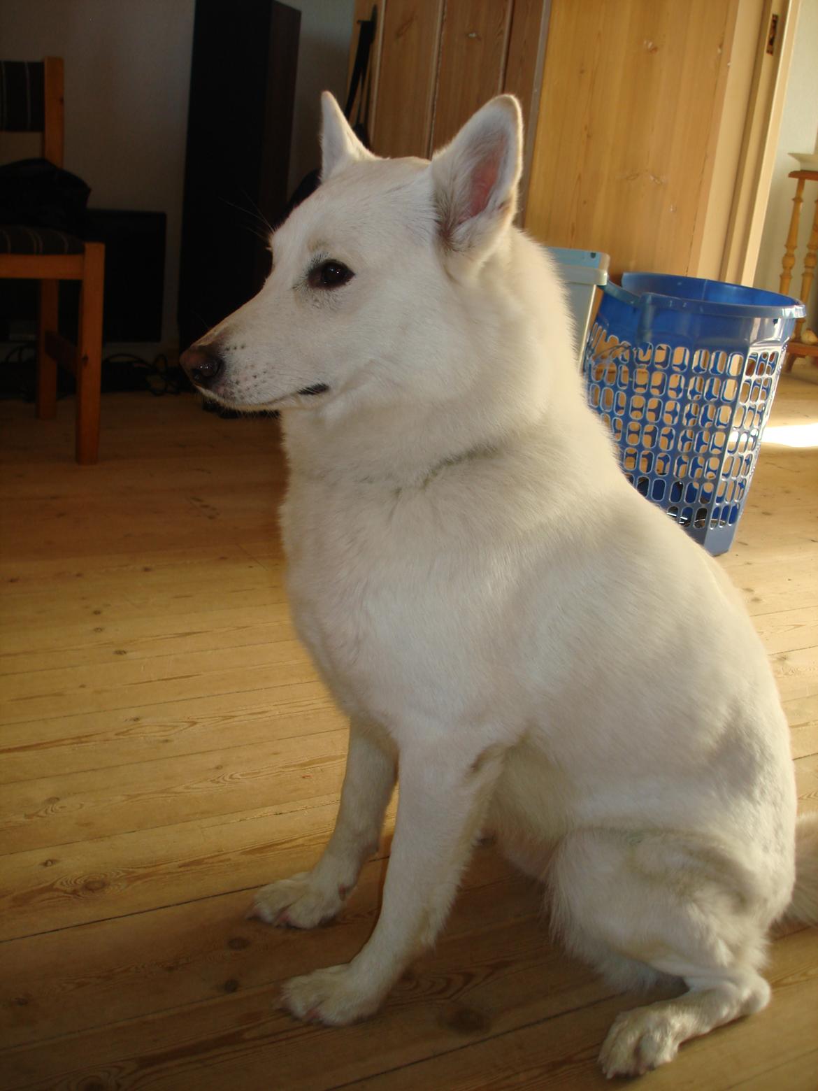 Blanding af racer Lajka billede 12