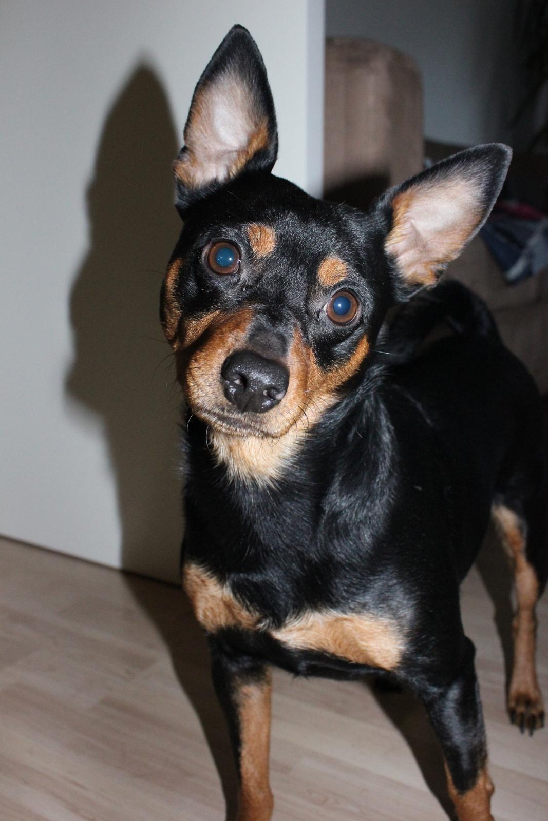 Dvaergpinscher Chico - 20/3 2012 billede 2