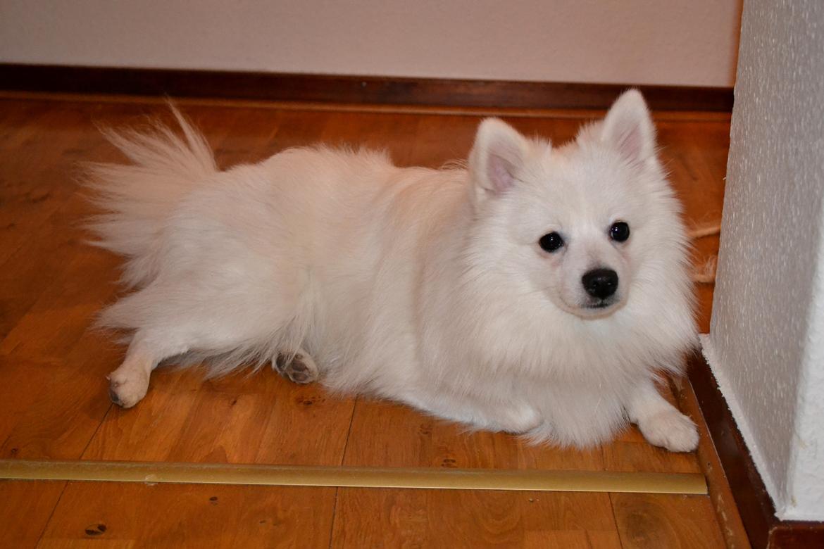 Volpino italiano Ex Animo - Smukke dreng! billede 11