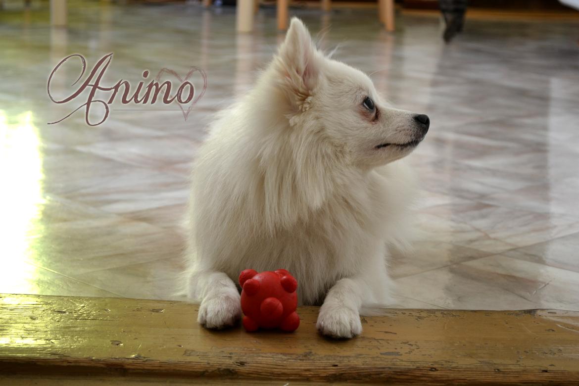 Volpino italiano Ex Animo - ´in my soul you’ve been engraved, deep within'  billede 2