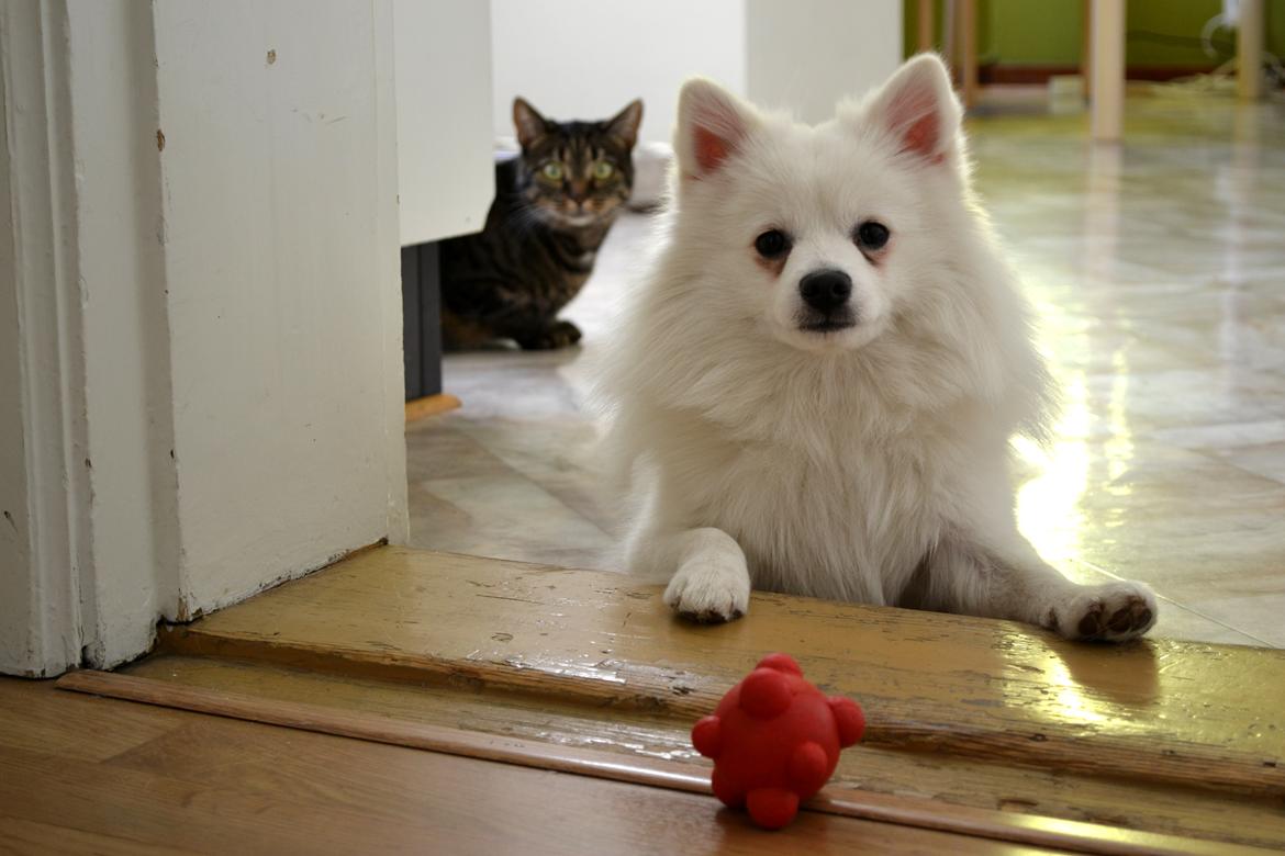 Volpino italiano Ex Animo - En hund, en boldt og en kat! billede 6
