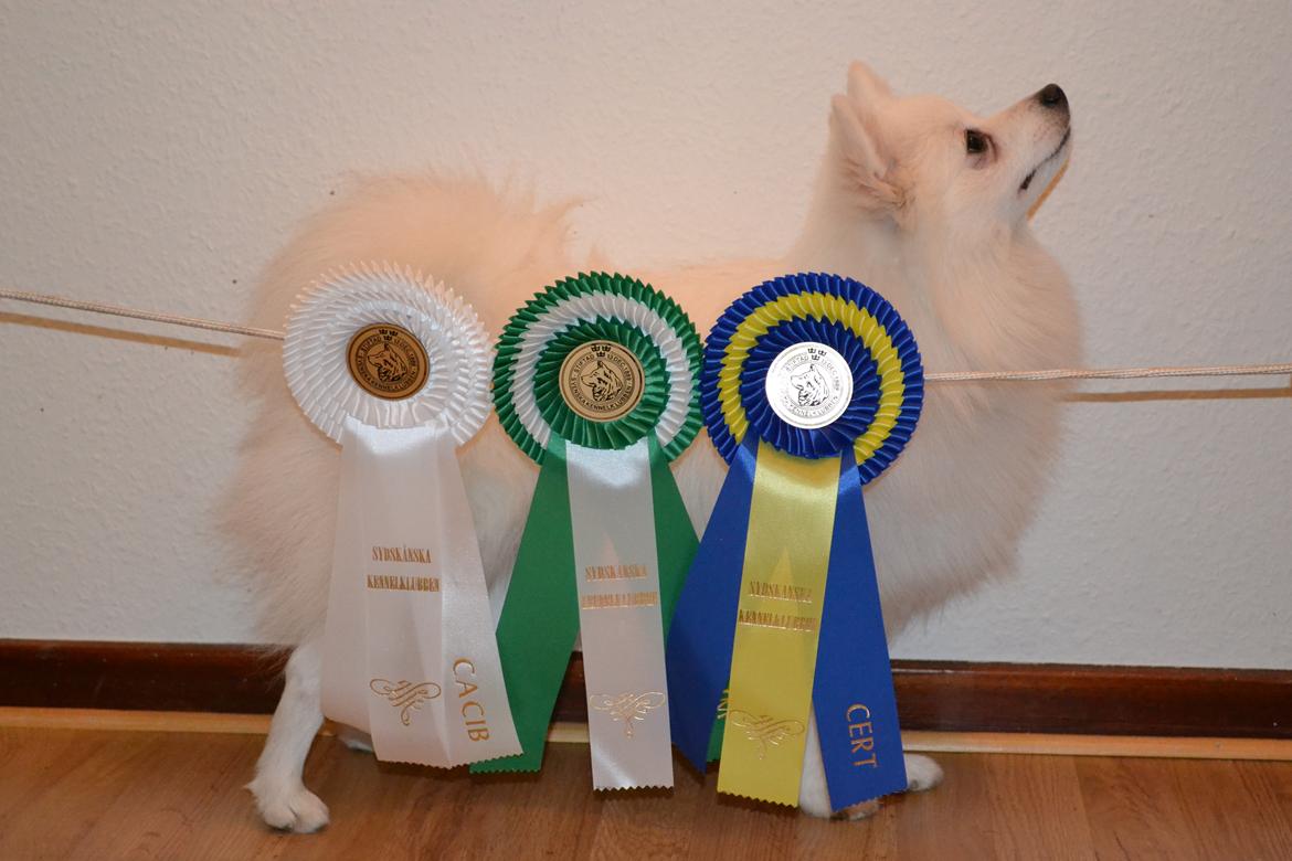 Volpino italiano Ex Animo - Proud guy! billede 7