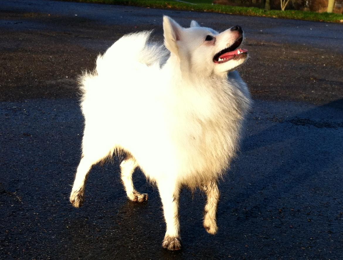 Volpino italiano Ex Animo - Shining Christmas day .. billede 8