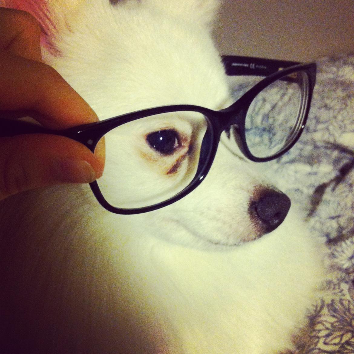 Volpino italiano Ex Animo - How u doin'? billede 12