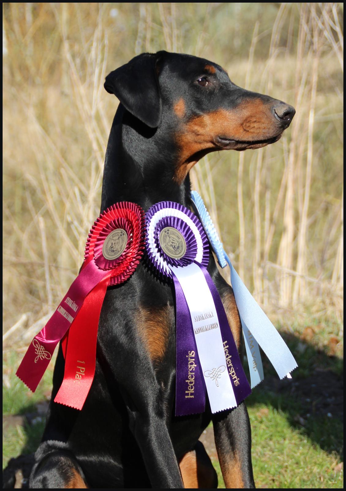Dobermann Proud Danish Destany - 8 mdr billede 3