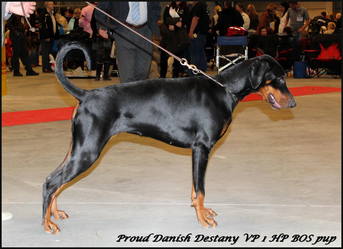Dobermann Proud Danish Destany billede 14
