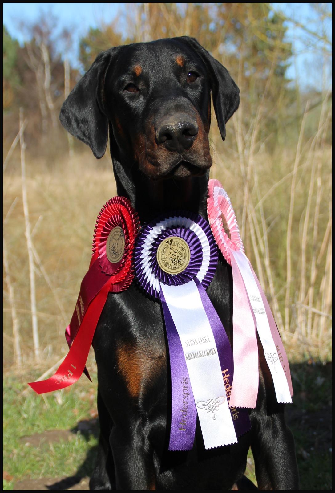 Dobermann Qui Terret Absinthe - 8½ mdr billede 5