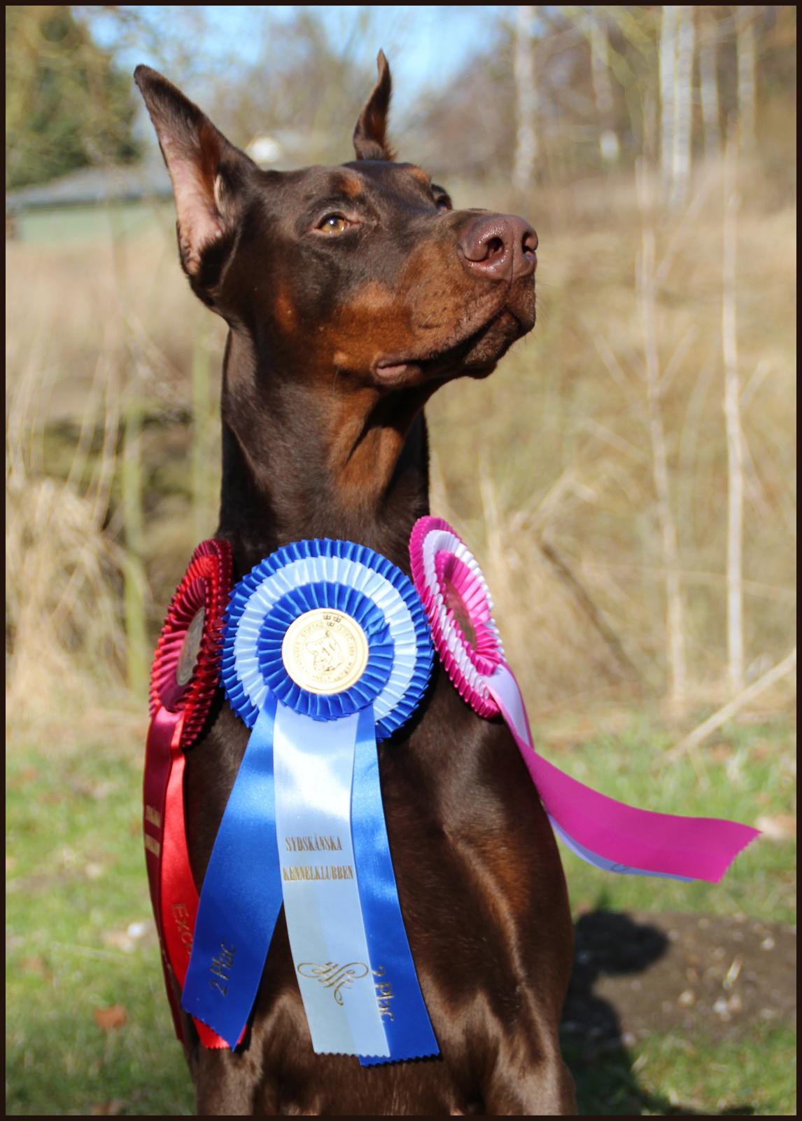 Dobermann Master Mia V Masterhof billede 2
