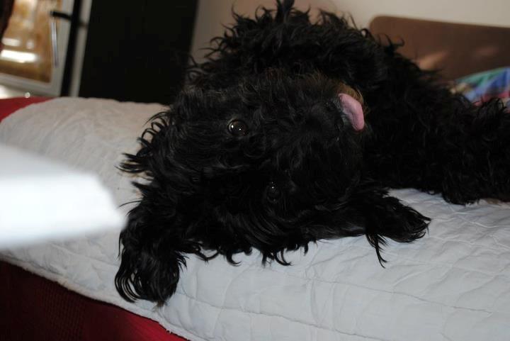 Blanding af racer <Pom Frida> - 20 Marts 2012 

- Er jeg ikke bare sød?  billede 5