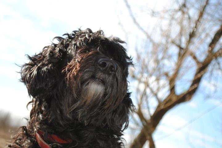 Blanding af racer <Pom Frida> - 20 Mats 2012  billede 17