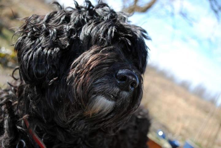 Blanding af racer <Pom Frida> billede 13