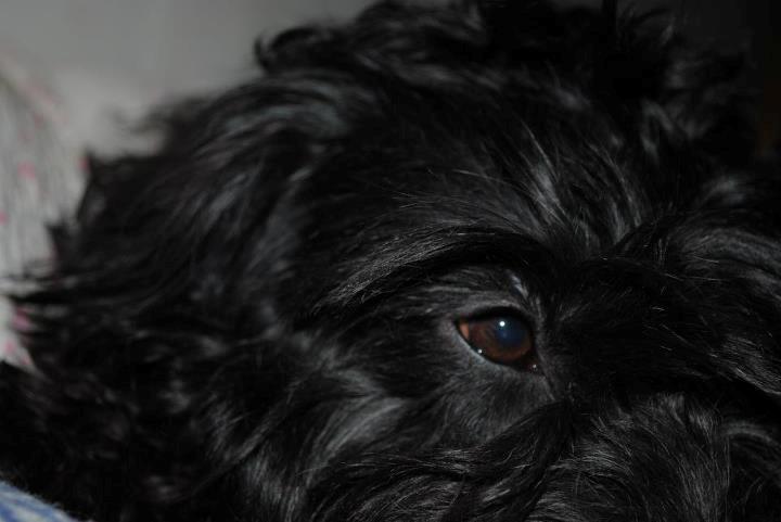 Blanding af racer <Pom Frida> billede 14