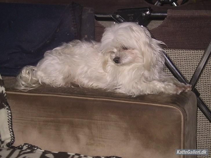 Malteser emma billede 6