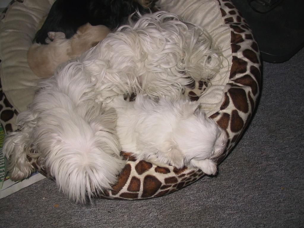 Malteser emma billede 7