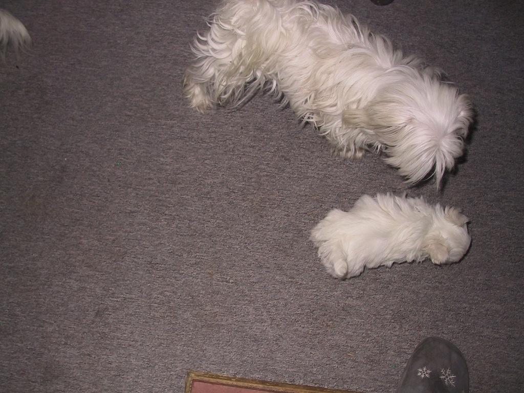 Malteser emma billede 8