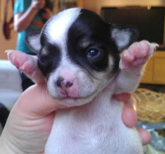 Chihuahua Kayla - Her har hun lige fået øjne <3
11 dage gammel  billede 15