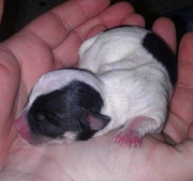 Chihuahua Kayla - Ny født <3 billede 17