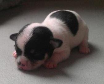 Chihuahua Kayla - 10 dage gammel <3 billede 16