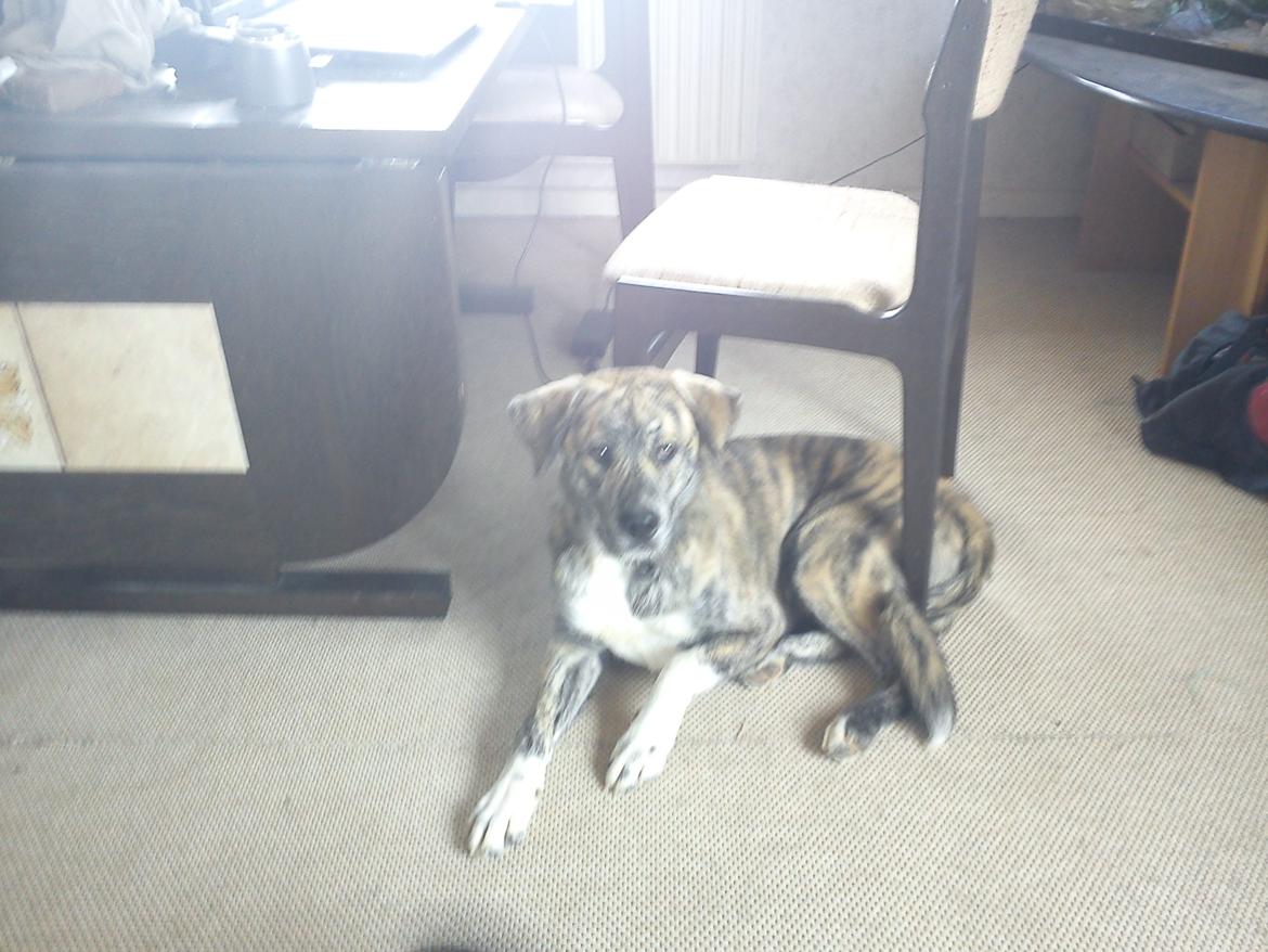 Blanding af racer Tarzan billede 14