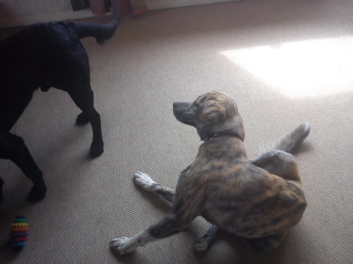 Blanding af racer Tarzan billede 15