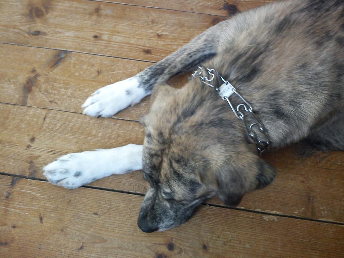 Blanding af racer Tarzan billede 16