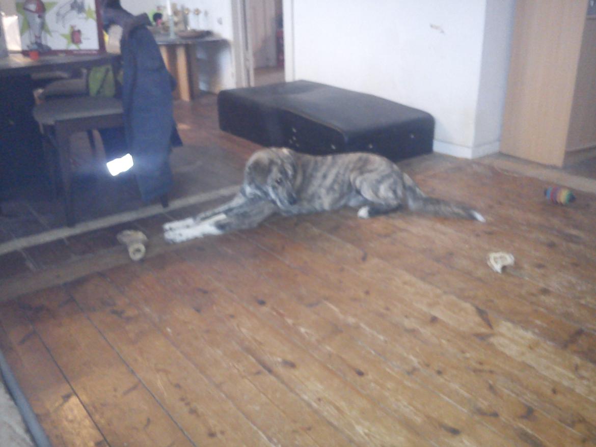 Blanding af racer Tarzan billede 17