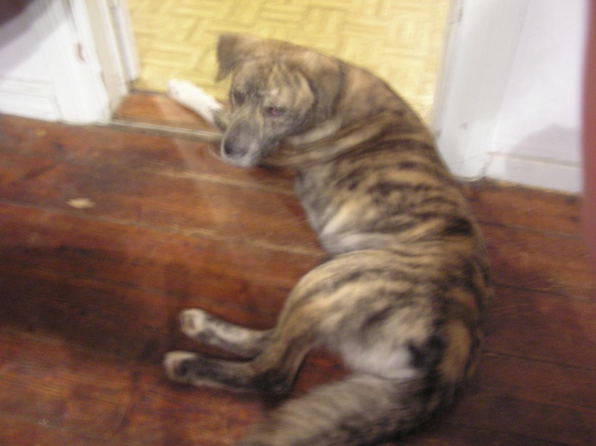 Blanding af racer Tarzan billede 18