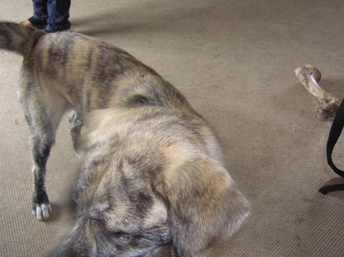 Blanding af racer Tarzan billede 19