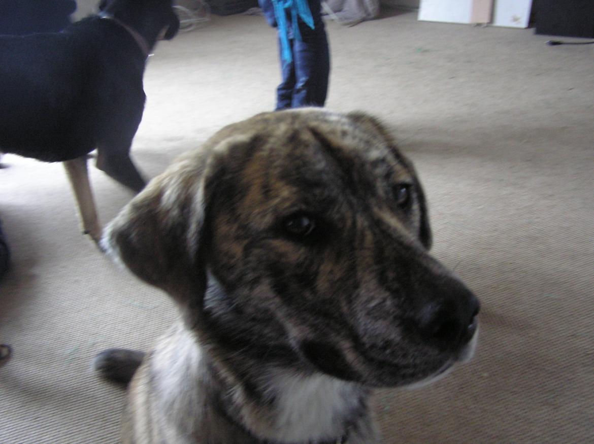 Blanding af racer Tarzan billede 20