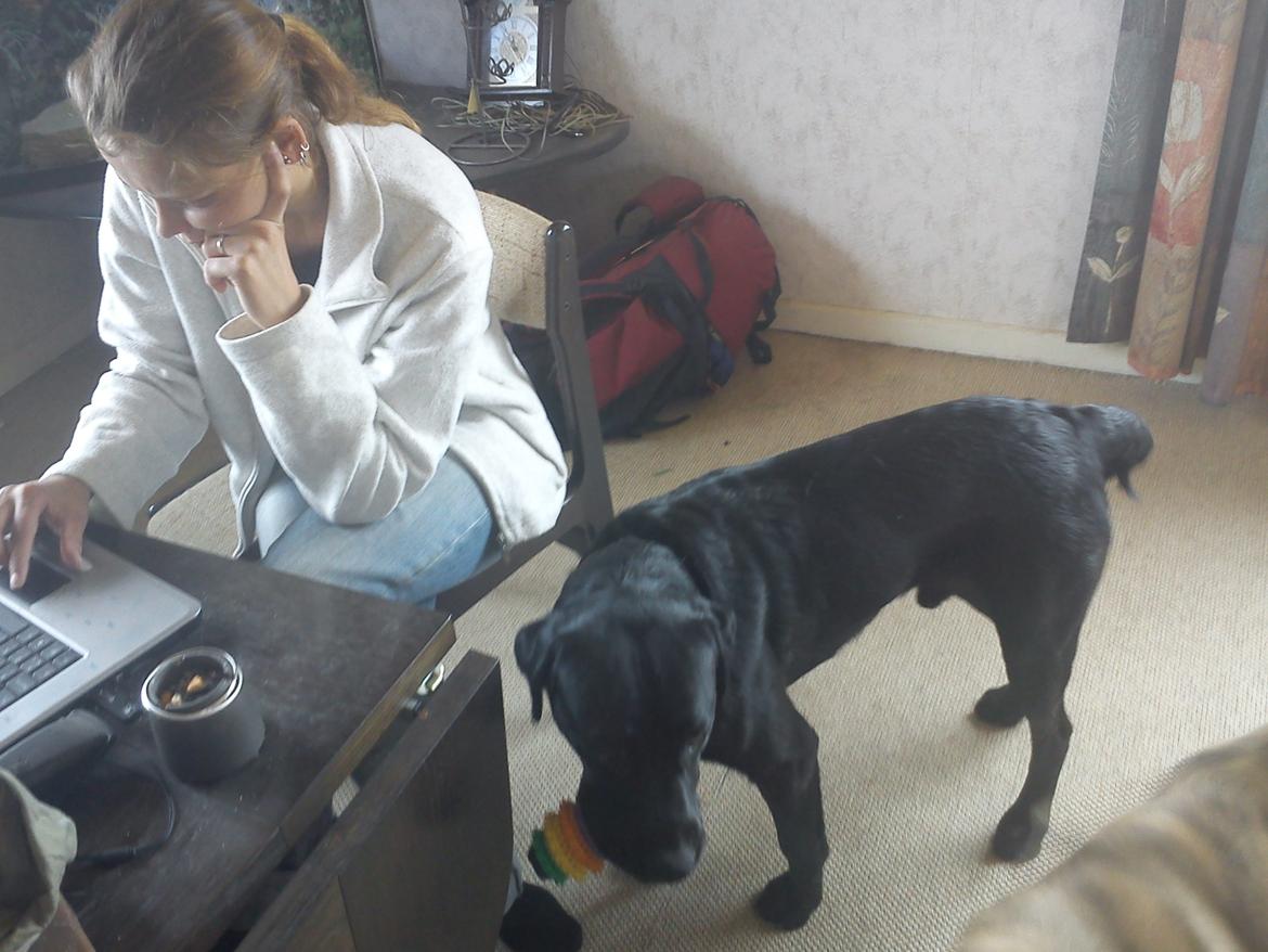 Blanding af racer Dennis billede 9