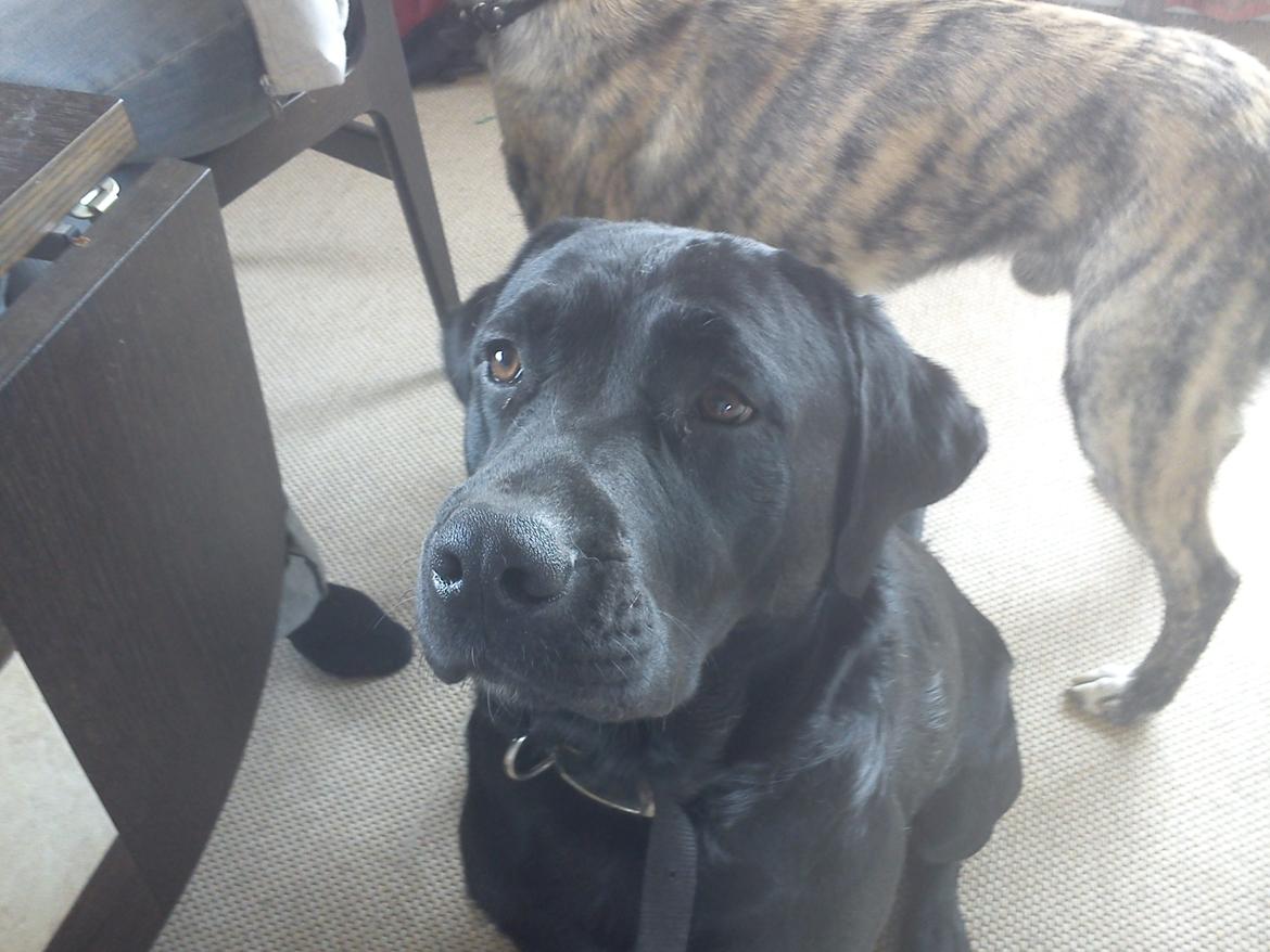 Blanding af racer Dennis billede 10