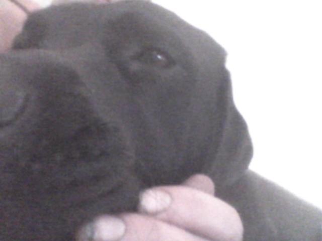 Blanding af racer Dennis billede 11