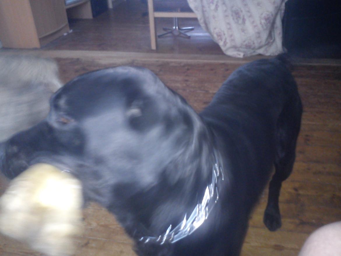 Blanding af racer Dennis billede 13