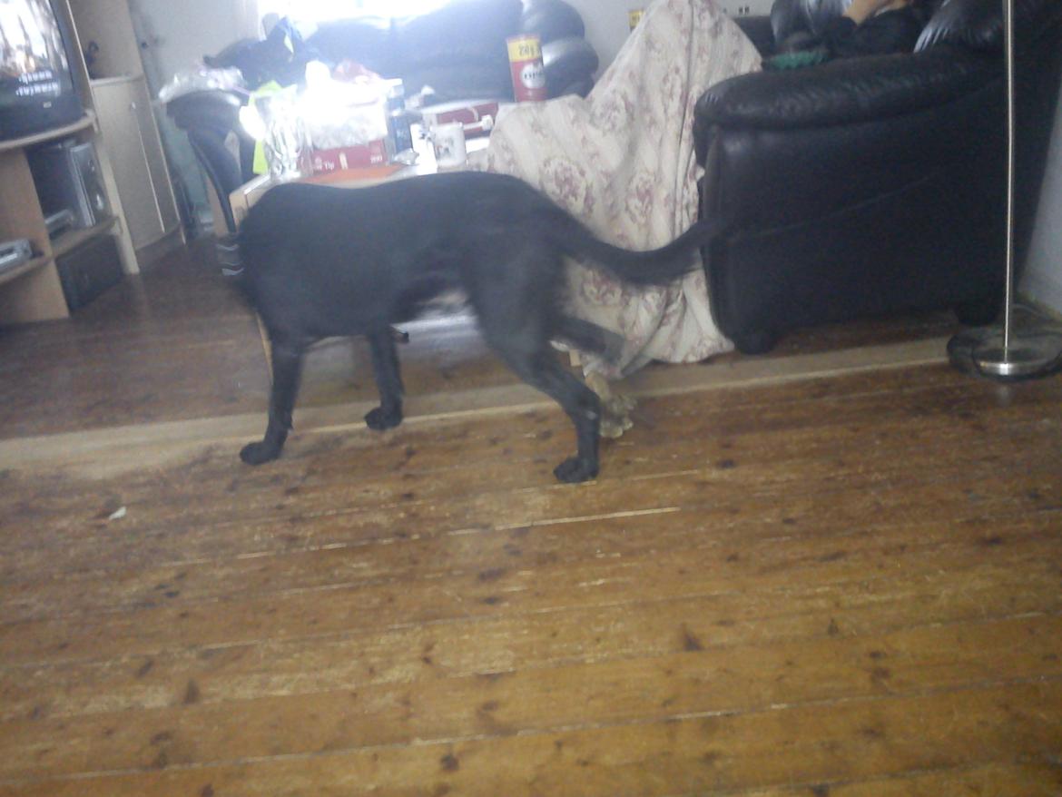 Blanding af racer Dennis billede 14