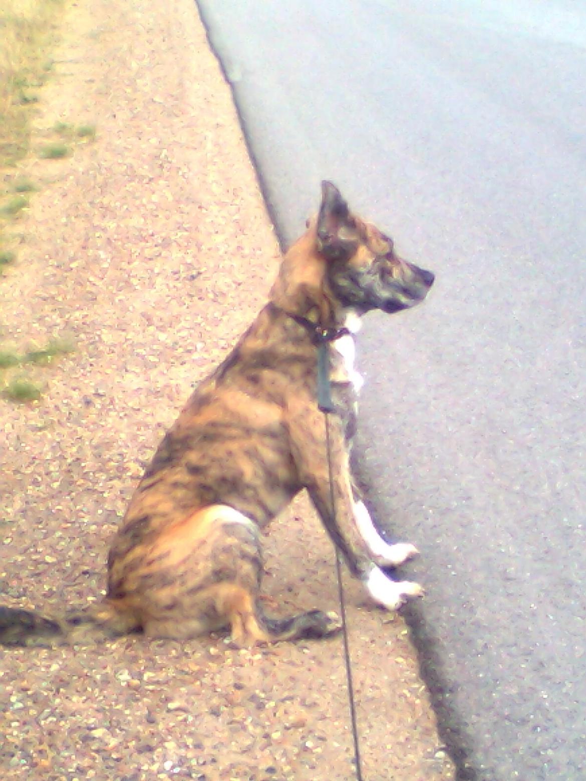 Blanding af racer Tarzan billede 1