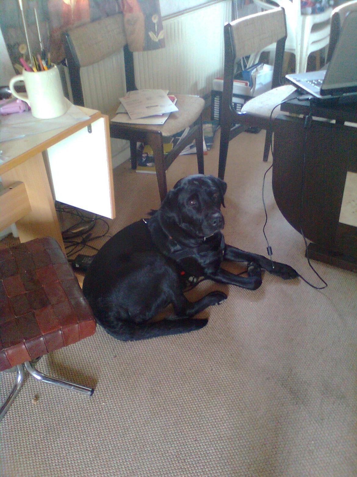 Blanding af racer Dennis billede 16