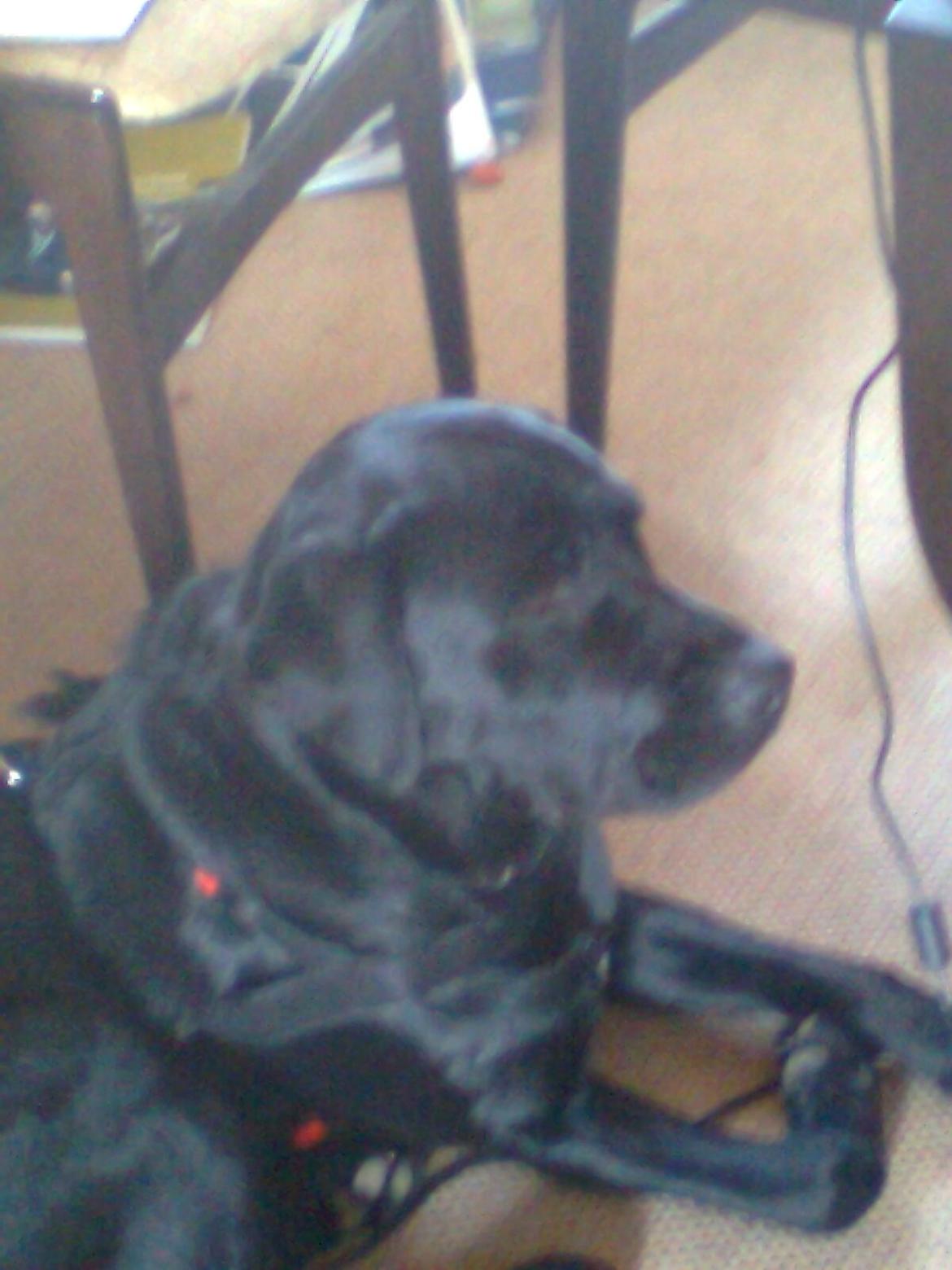 Blanding af racer Dennis billede 17