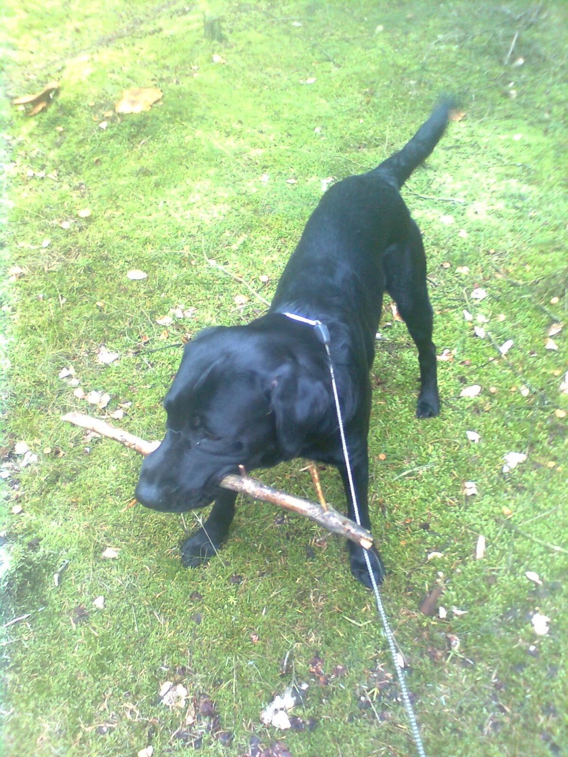 Blanding af racer Dennis billede 19