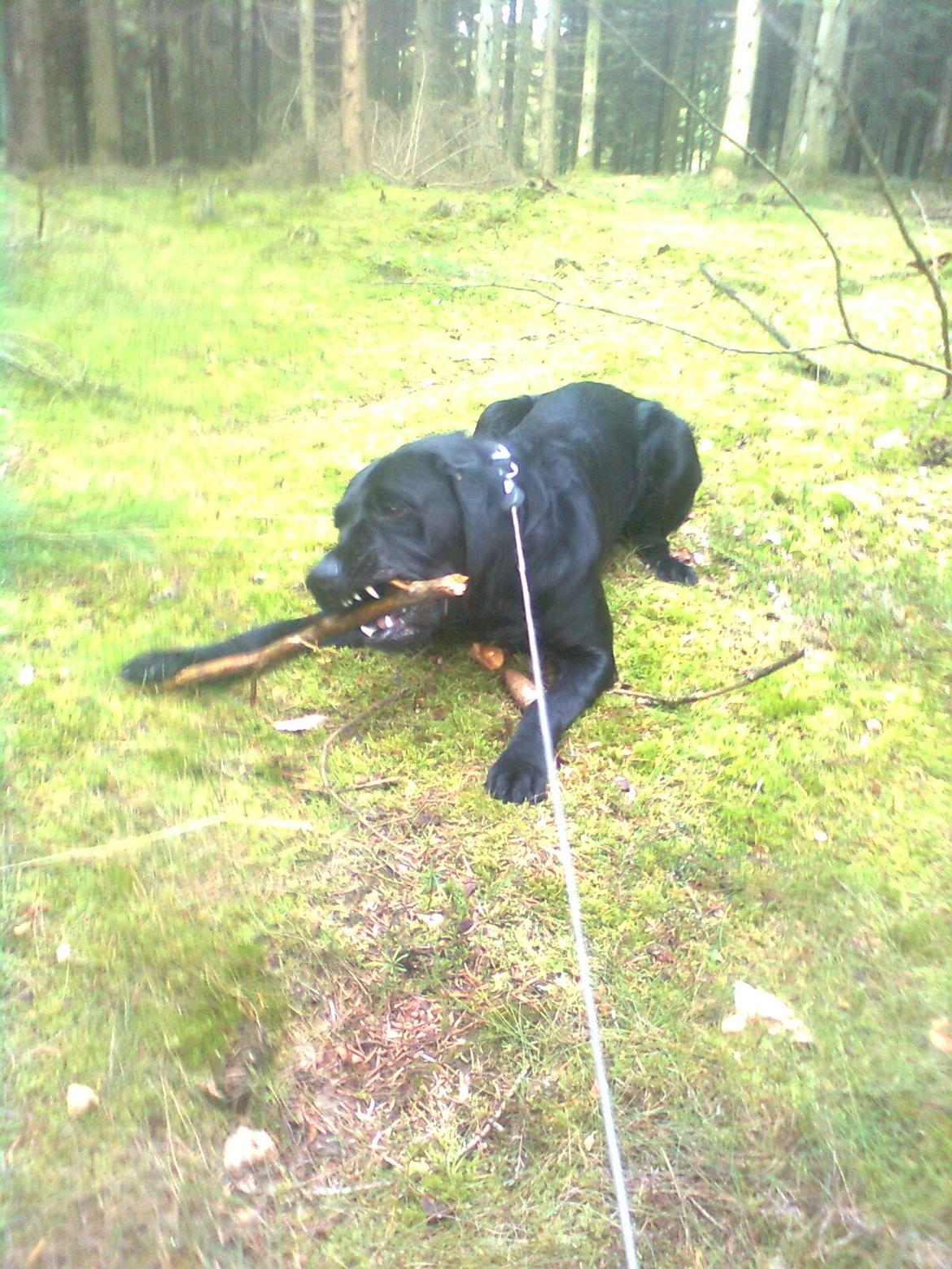 Blanding af racer Dennis billede 1