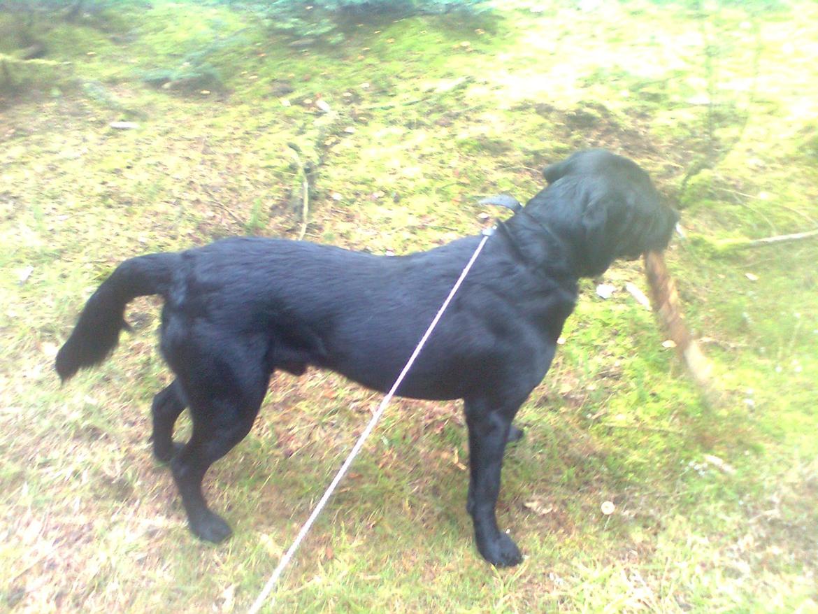 Blanding af racer Dennis billede 20