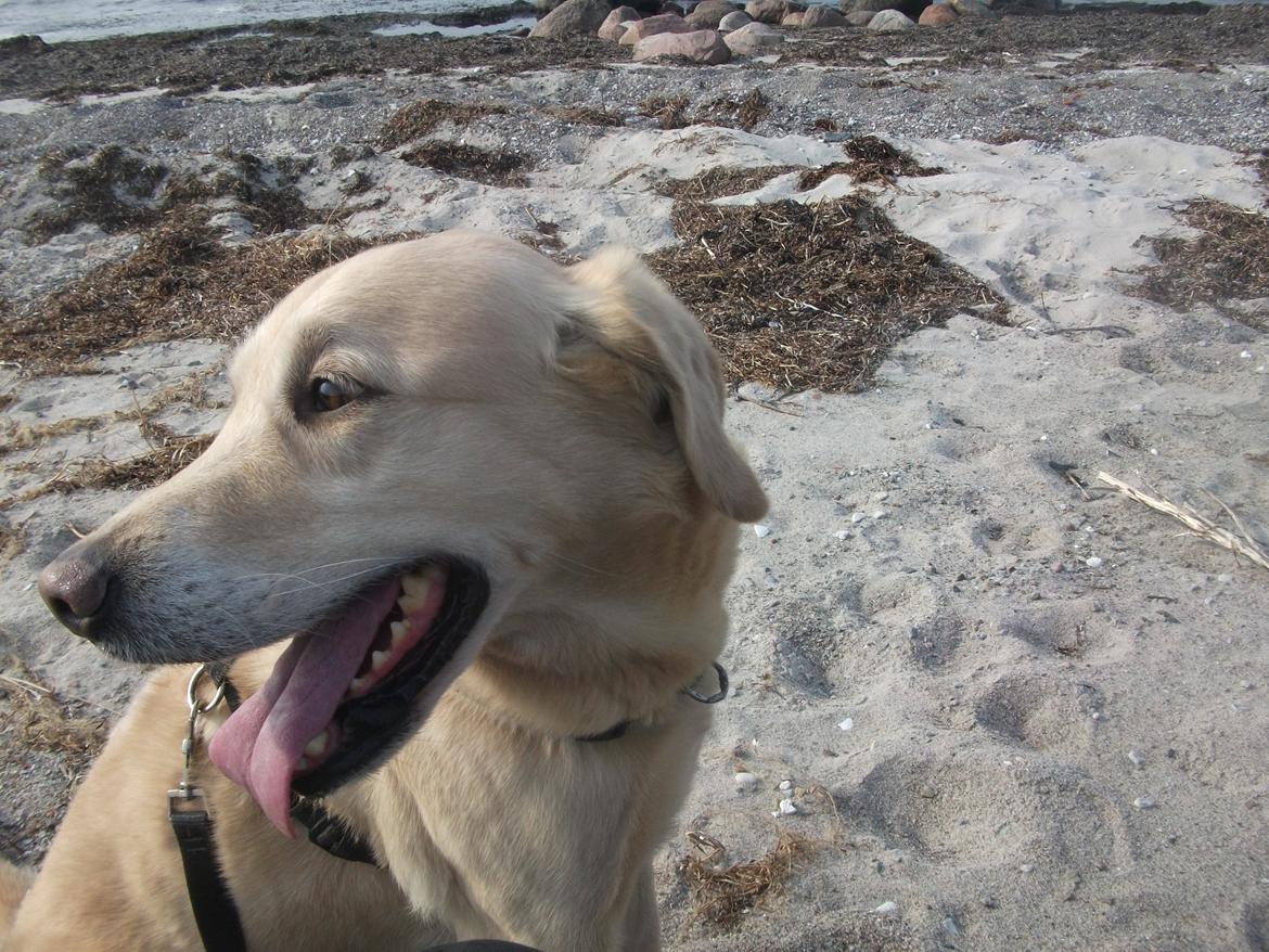 Labrador retriever Terry - Smukke Terry ved stranden :) (Foto: Mig) billede 17