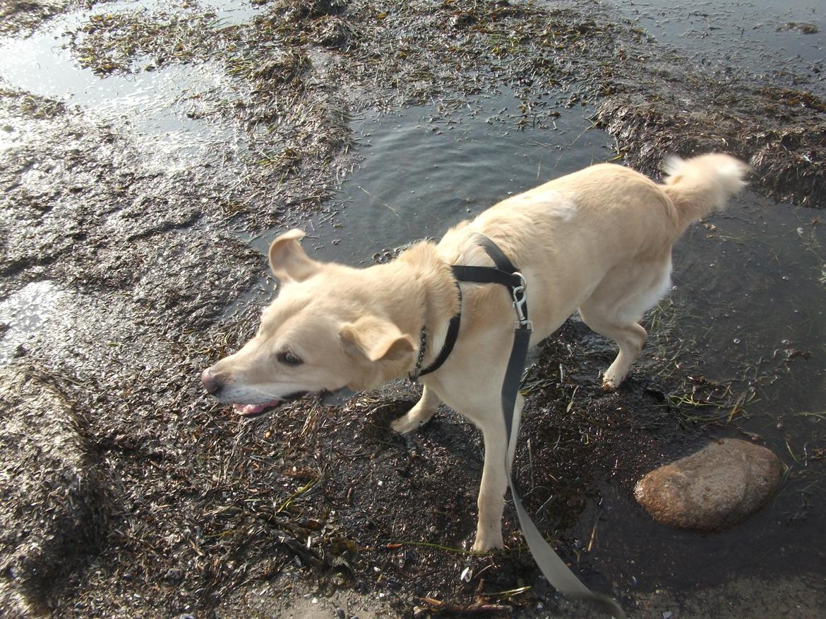 Labrador retriever Terry - Ryste! :D (Foto: Mig) billede 18