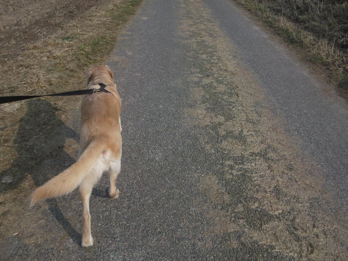 Labrador retriever Terry - Farvel igen :) (Foto: Mig) billede 20