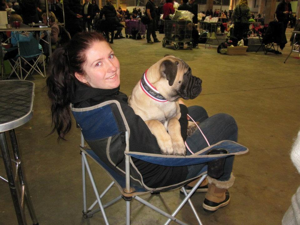 Bullmastiff Raya (Bullgrin's 'N Librrani No Mercy) billede 13