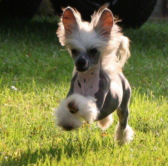 Chinese crested hårløs junior  billede 1