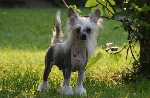 Chinese crested hårløs junior  billede 2
