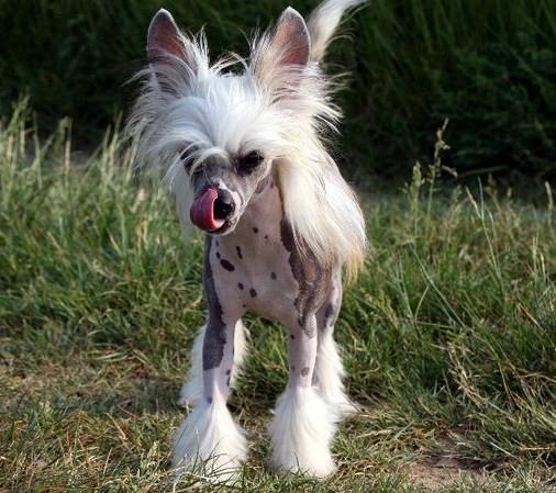 Chinese crested hårløs junior  billede 3