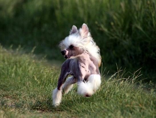 Chinese crested hårløs junior  billede 4