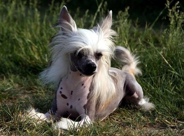 Chinese crested hårløs junior  billede 5