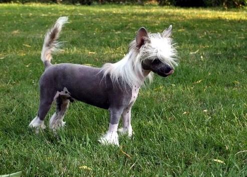 Chinese crested hårløs junior  billede 8